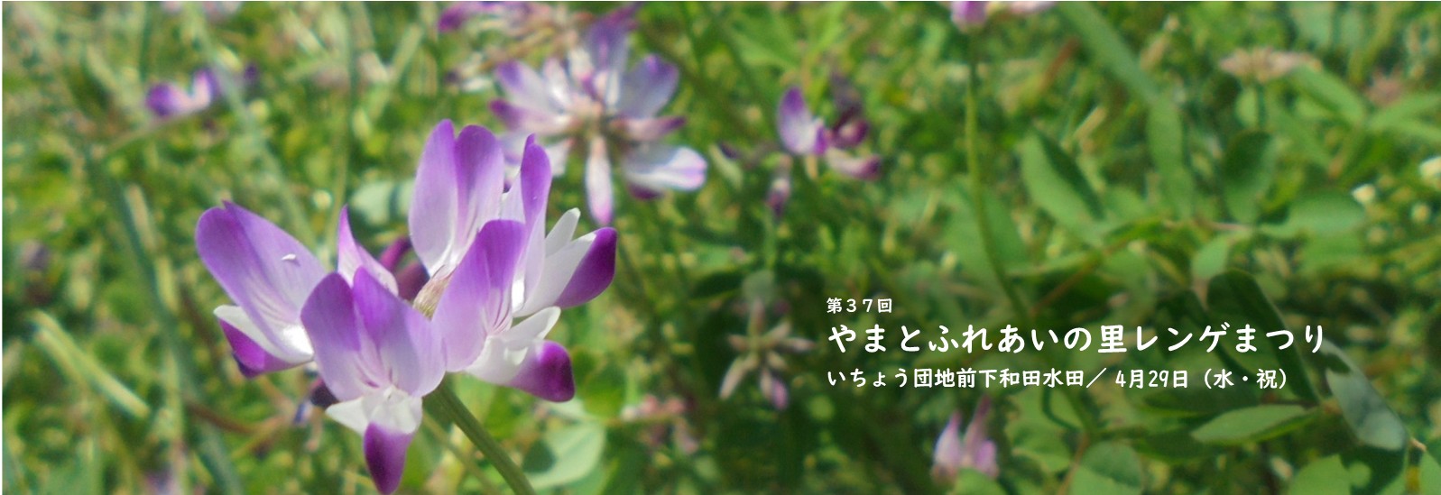 やまとふれあいの里レンゲまつりが4月29日にいちょう団地前下和田水田で開催されます