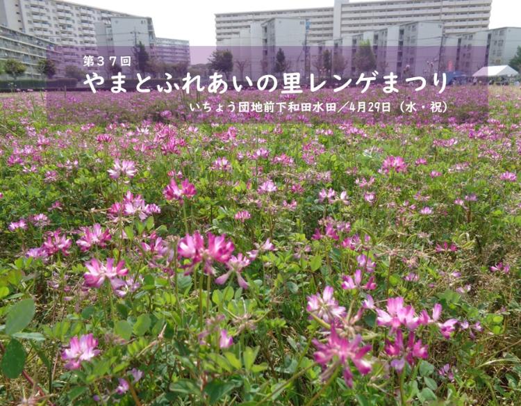 やまとふれあいの里レンゲまつりが4月29日にいちょう団地前下和田水田で開催されます
