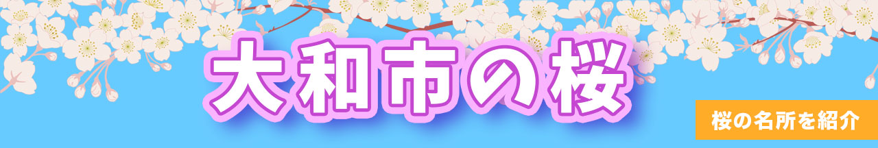 大和市の桜、桜の名所を紹介