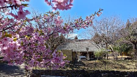 古民家の前に咲く桜の写真