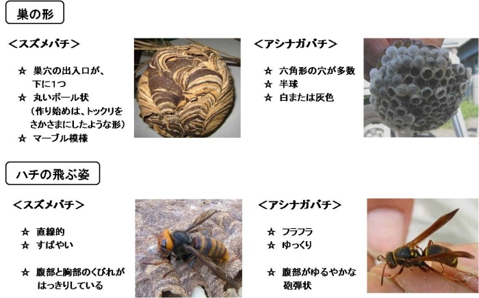 上段：スズメバチとアシナガバチの巣の形、下段：スズメバチとアシナガバチハチの飛ぶ姿の詳細資料