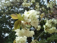 白色の鬱金（うこん）桜の写真