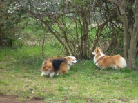 木の木陰で2匹のコーギー犬が遊んでいる写真