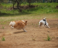 広いドッグランで2匹の犬が駆け回っている写真