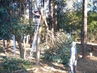 森の中で、木に梯子をかけて、木を伐採している写真