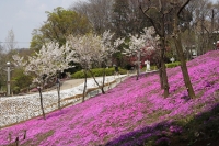 満開の桜の花の木と芝桜のピンクの絨毯が咲き誇っている公園内の写真
