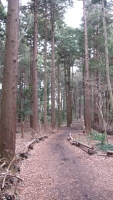 遊歩道の両脇に杉やひのきの針葉樹が立ち並んでいる中央林間自然の森の写真