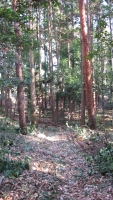 遊歩道の両脇に杉の針葉樹が立ち並んでいる緑地の写真