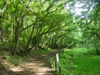 木漏れ日が射し込んだ緑の上和田野鳥の森の遊歩道の写真