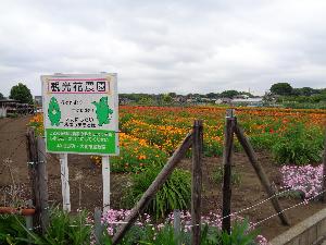 黄色とオレンジのきれいな花がたくさん咲いている花農園の写真