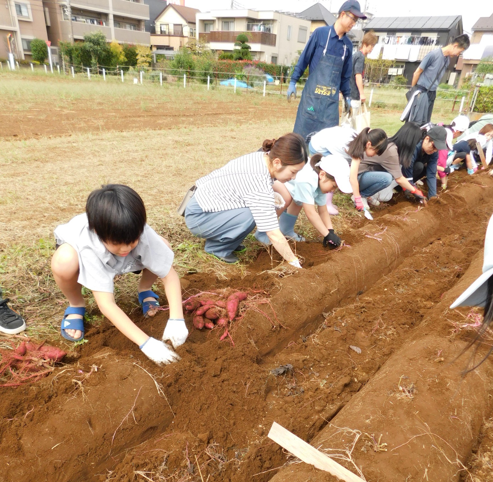 さつまいも収穫