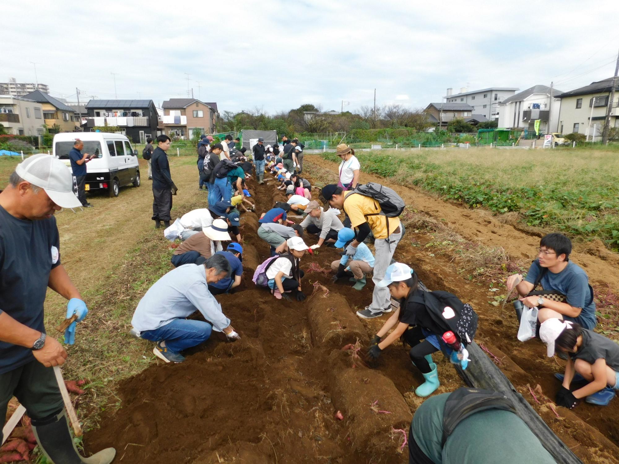 さつまいも収穫
