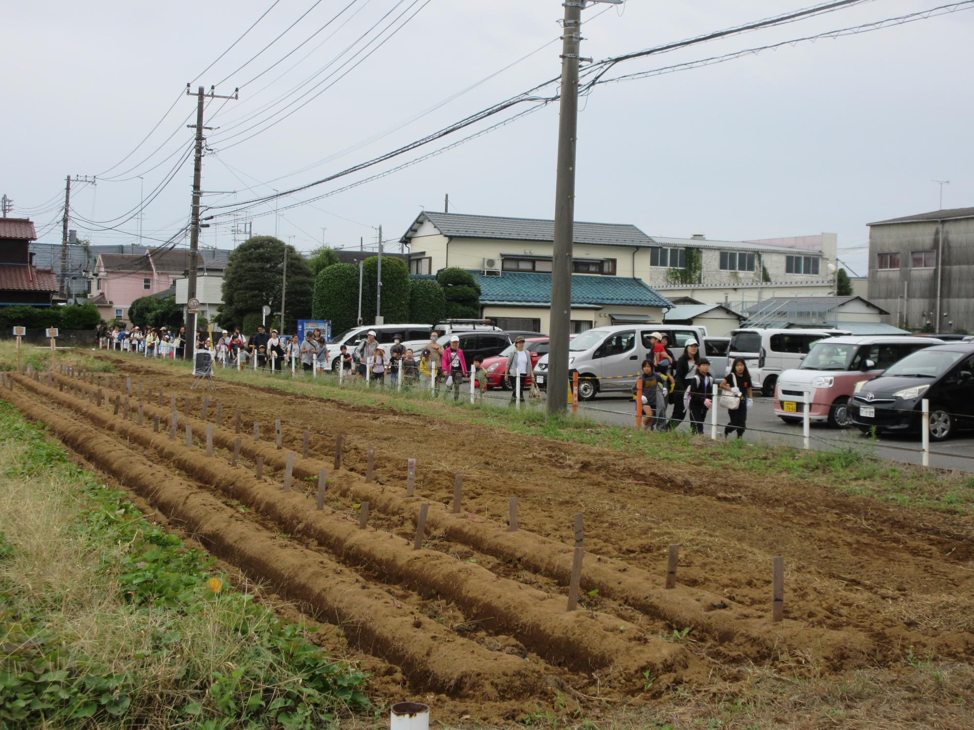 さつまいも圃場