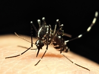 蚊が皮膚にとまって血を吸っている写真