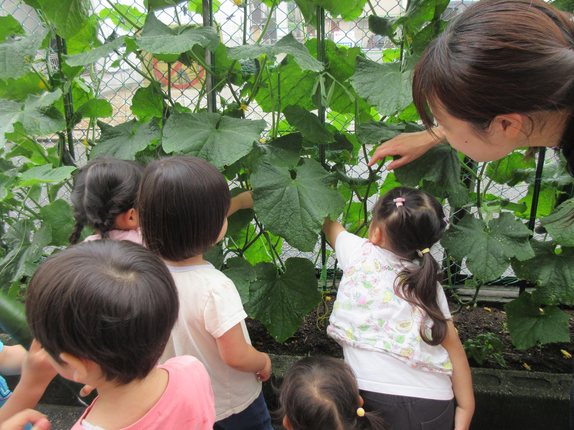 野菜の収穫