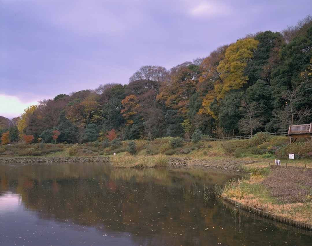 池の周囲に生えている、葉が紅葉になりかけているシラカシ林の写真