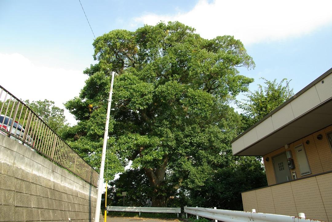 のぼり坂になっている道路のガードレールの奥に青々した葉が生い茂っており、空高く枝を伸ばし、どっしりと立っている大きなタブノキの写真