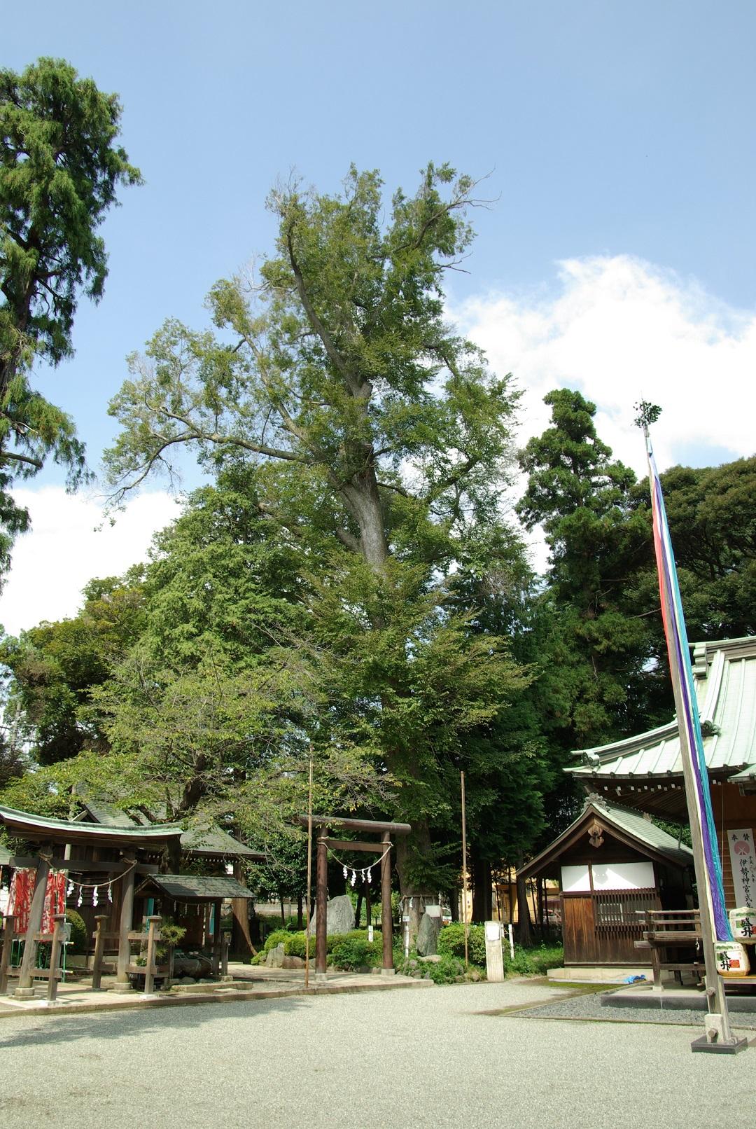鳥居の後ろに立つ、神社の屋根よりも高く伸びている大きなハルニレ御神木の写真