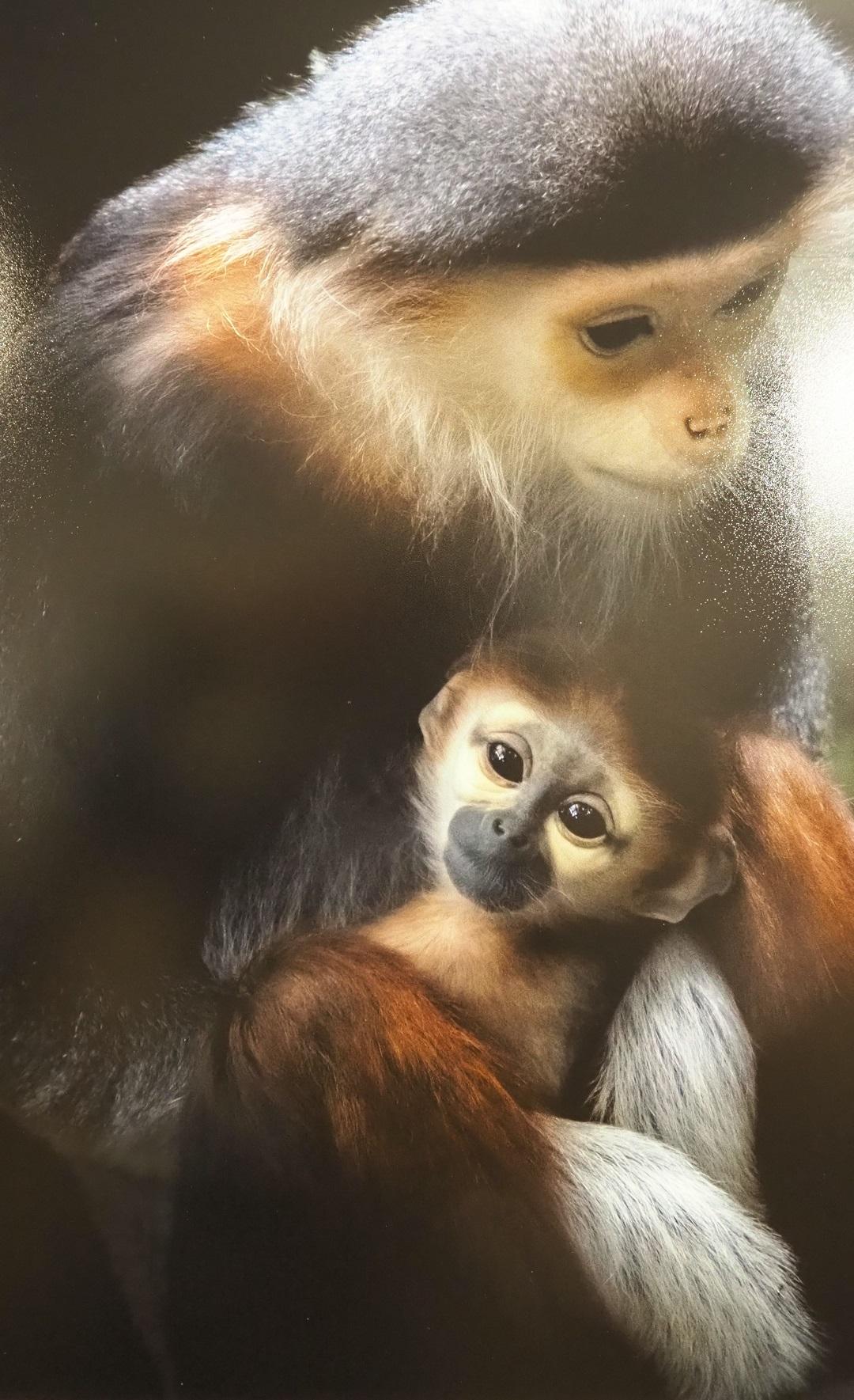 母猿に抱かれた子猿がカメラを見ているような写真