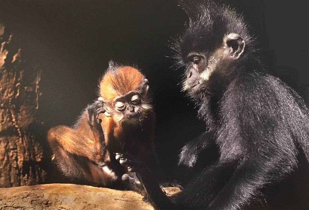 右脚で耳を掻いている茶色の毛の子猿を黒い毛の親猿が見つめている猿の親子の写真