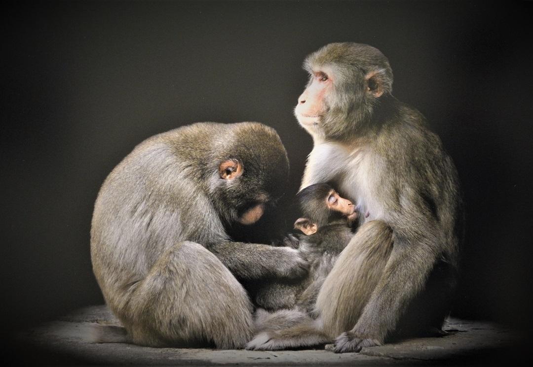 子ザルが母ざるのお乳を飲んでおり、父ざるが子ザルの背中の毛づくろいをしている3匹の猿の親子の写真
