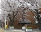 両脇に植えられた桜がきれいに咲いている桜丘学習センターの外観写真