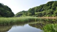 植物が生い茂った池の水面に、空や、草木が反射している写真