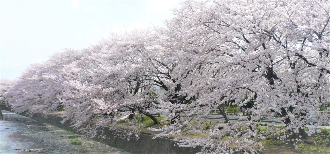 川沿いに満開の桜の木が並ぶ写真