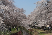水路を挟んだ両側に咲き誇る満開の桜の間から青空が見える写真