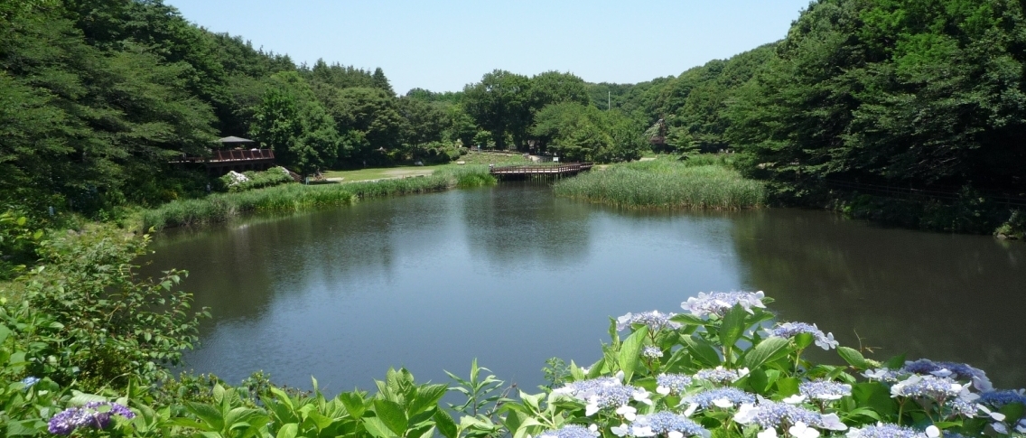 中央には池、奥は林に囲まれていて、手前には葉っぱや紫の紫陽花が写っている写真
