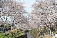 川の両側に満開の桜の花見をする人の写真