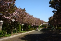 桜の木が並ぶ、さくらの散歩道の写真