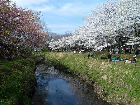 引地川添いに咲く満開の桜の写真