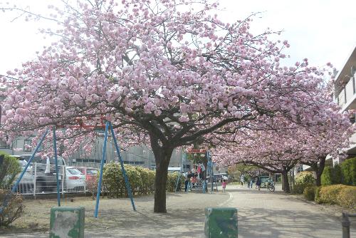 桜の木が並ぶ、さくらの散歩道の写真