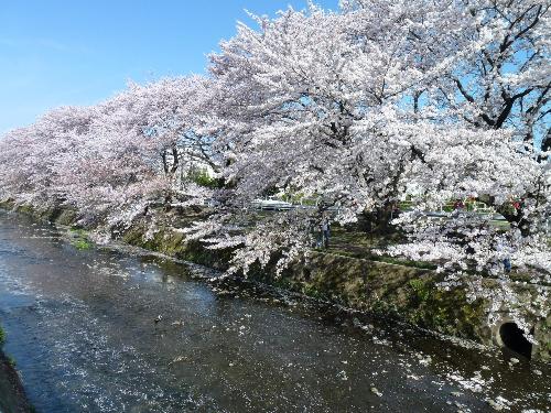 引地川添いに咲く満開の桜の写真