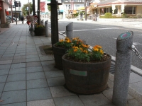 大和シンボルロードの道路沿いにある花樽に入ったマリーゴールドの写真