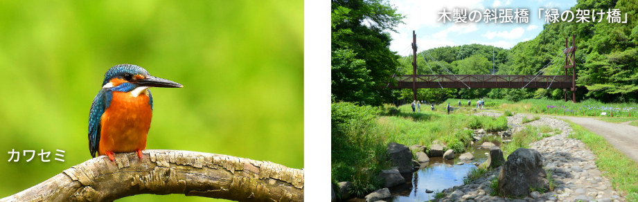 カワセミと緑の架け橋